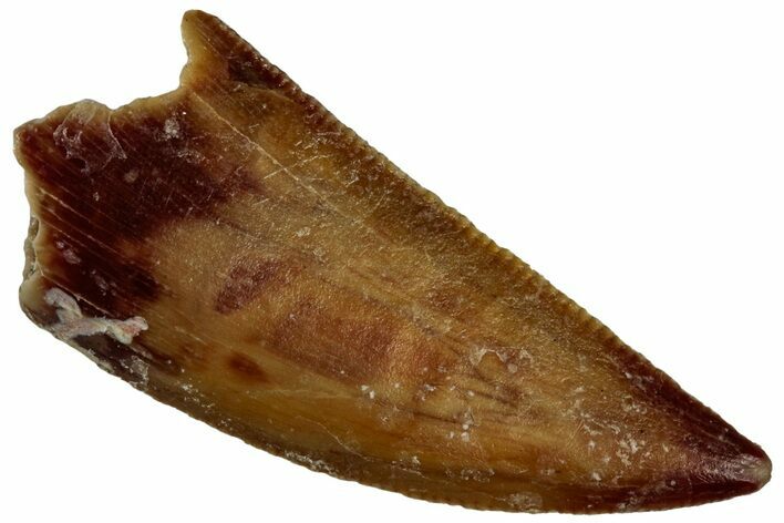 Serrated Raptor Tooth - Real Dinosaur Tooth #300945